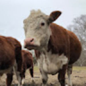 Meet your Posher, Layla